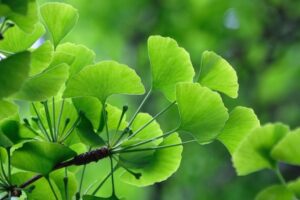 Ginkgo Leaf
