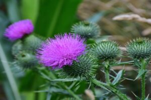 Milk Thistle Extract