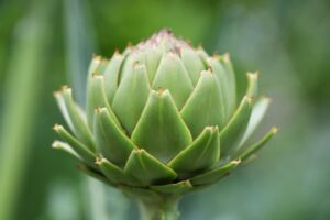 Artichoke